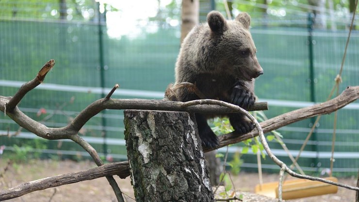 Wizerunek niedźwiedzicy Cisnej na ubrankach dla dzieci