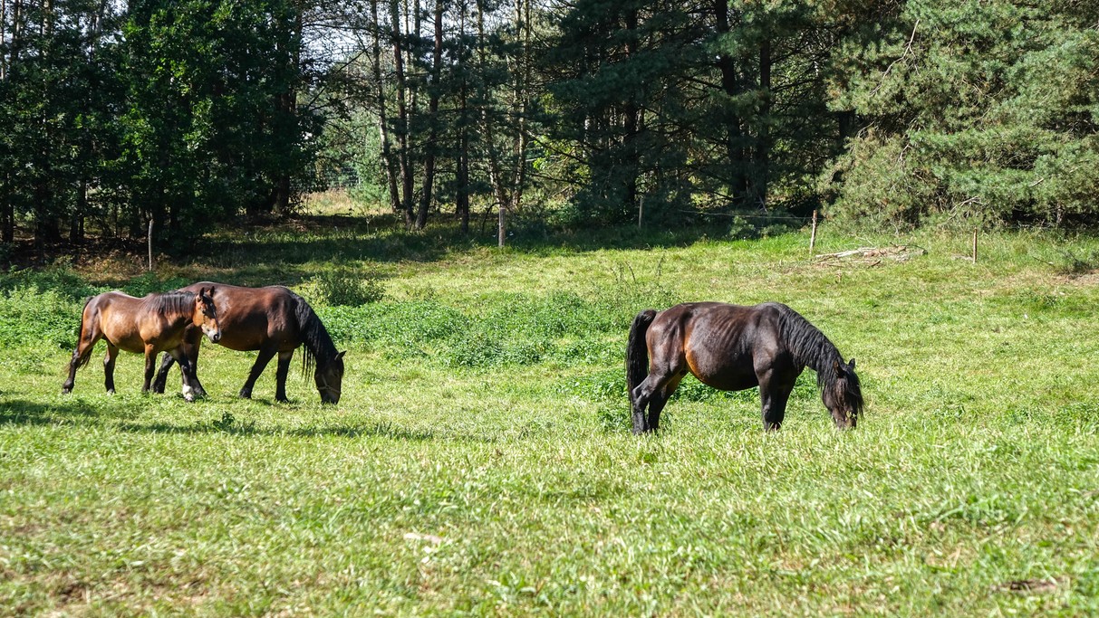 Lipiec w obiektywie - zdjęcie 5