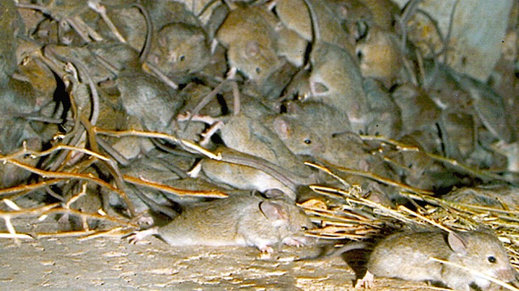 Plaga myszy w Australii. Wymusiły ewakuację więzienia