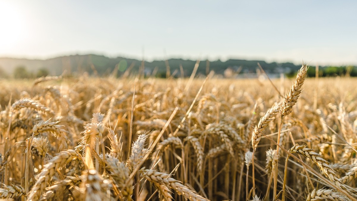 Nowy raport FAO: globalna produkcja zbóż spada… ale wciąż jest rekordowa!