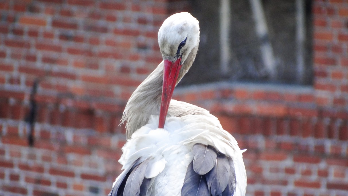 Bociania wioska - zdjęcie 8