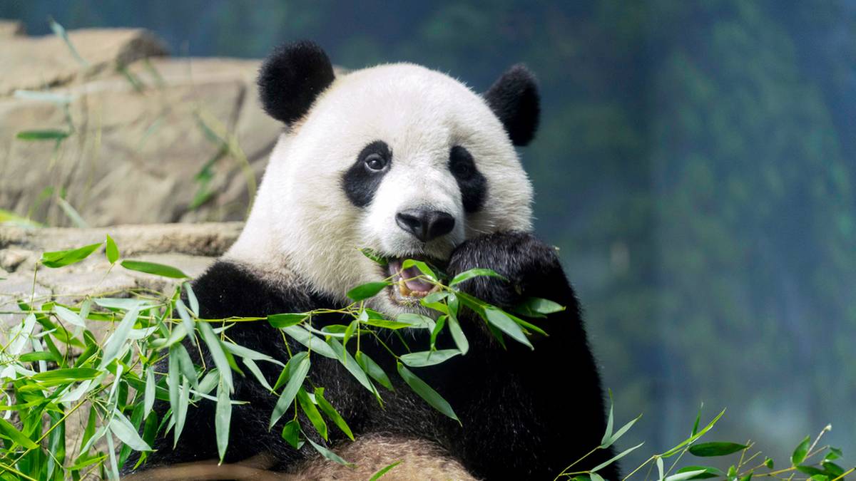 Chiny wyślą pandy do USA. Symboliczny gest