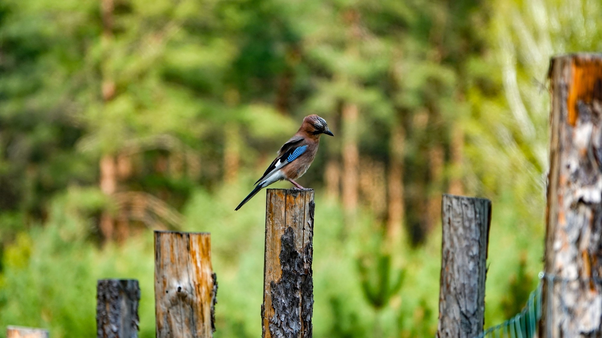 Z kamerą wśród zwierząt - zdjęcie 29