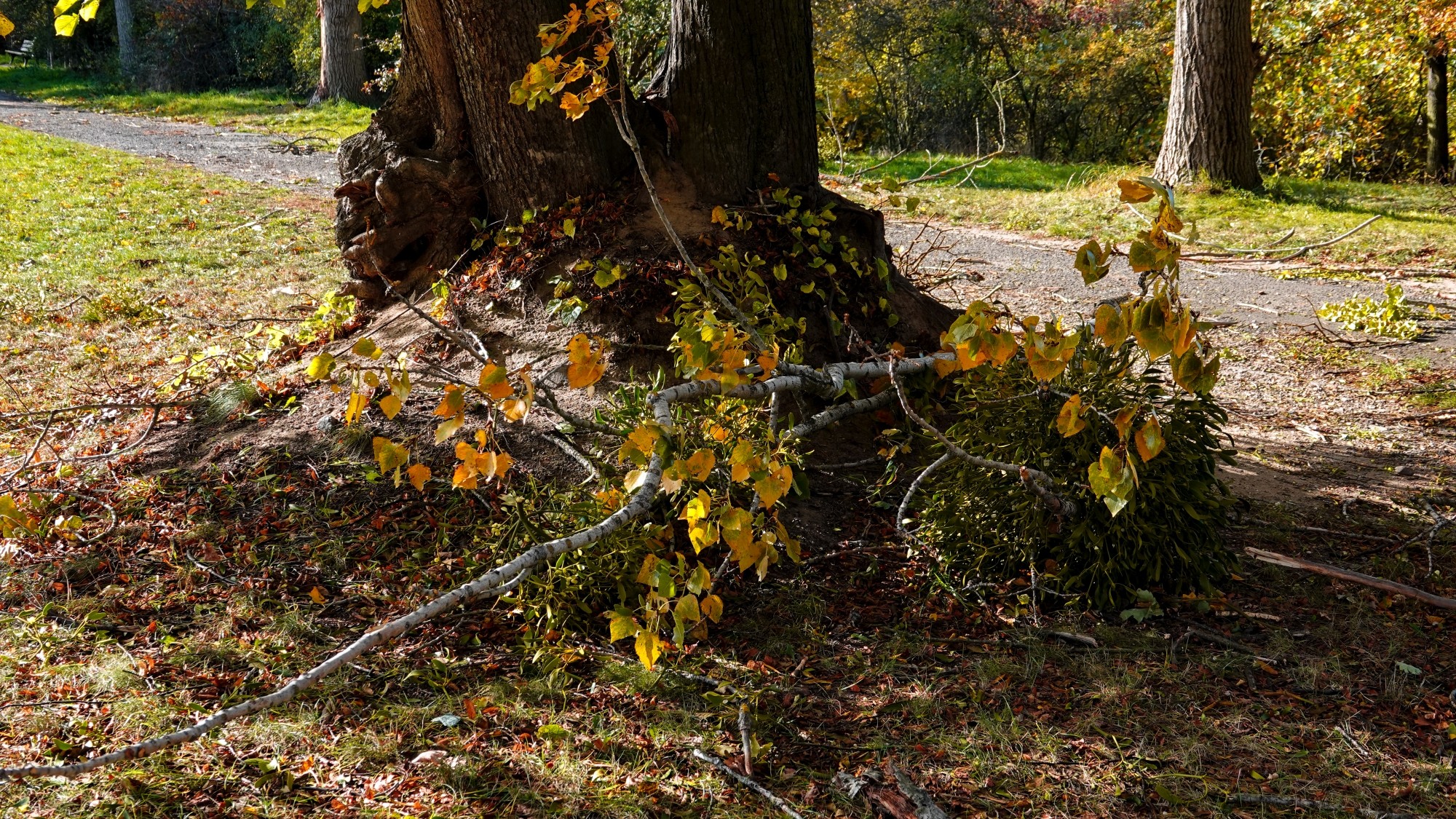 Wichura w Polsce - zdjęcie 26