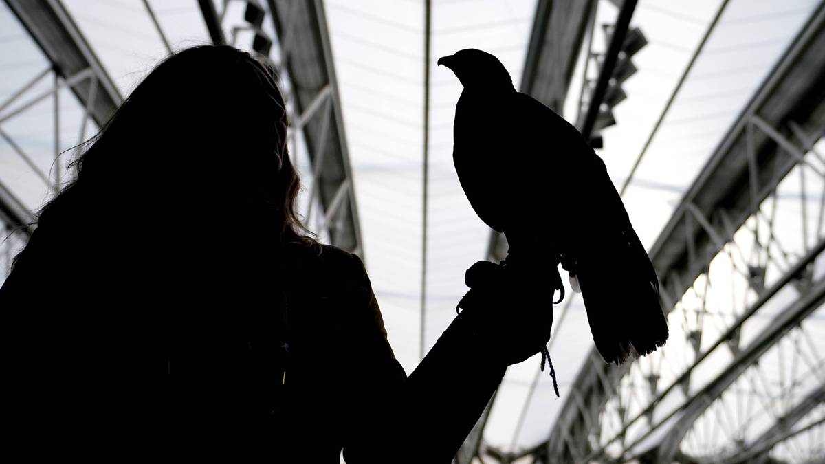 Rufus the Hawk. Jest nieocenionym wsparciem organizatorów Wimbledonu