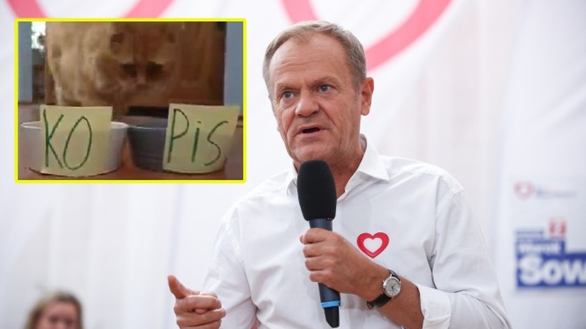 Wybory 2023. Donald Tusk opublikował wideo z kotem. "Nasz Rudy już wybrał"