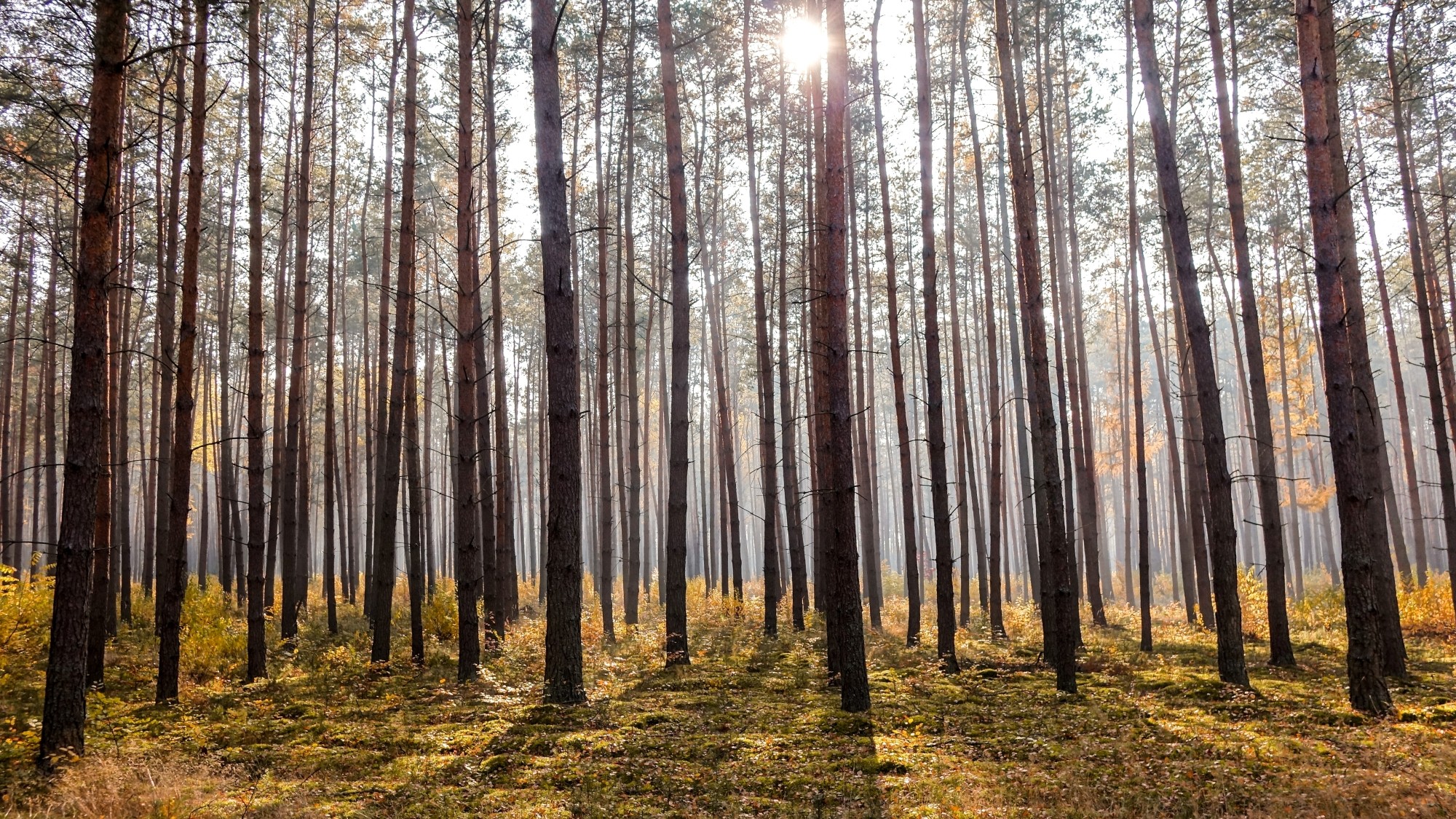 Urocze zakątki w lasach - zdjęcie 9