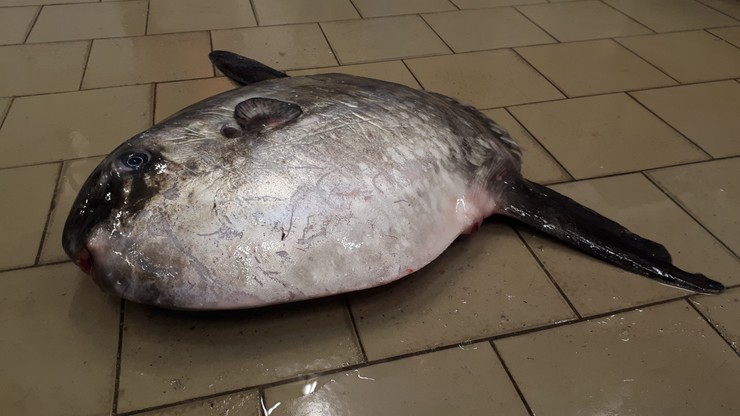 Egzotyczna ryba znaleziona w Bałtyku. Jej wnętrzności są trujące