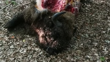Leśniczy skłusował żubra i wyciął 80 kg mięsa. Stanął przed sądem