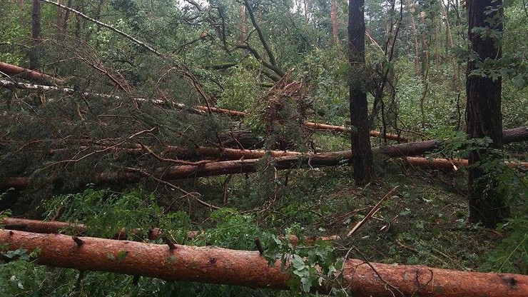 Dziesiątki połamanych drzew. Skutki nawałnicy w Puszczy Bolimowskiej