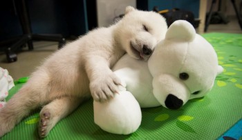 Mały niedźwiadek opuszczony przez matkę. Zoo publikuje film z pierwszych tygodni życia misia