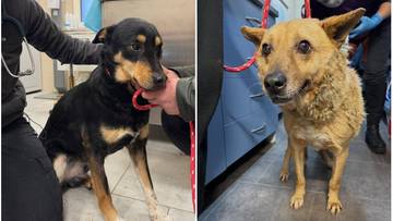 Dwa psy, jeden czarny podtrzymywany za obrożę, drugi rudy w kłębach sierści, stoją w pomieszczeniu, prawdopodobnie klinice weterynaryjnej.