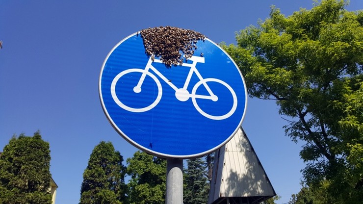 Pszczoły "na rowerze". Niecodzienny widok w Warszawie