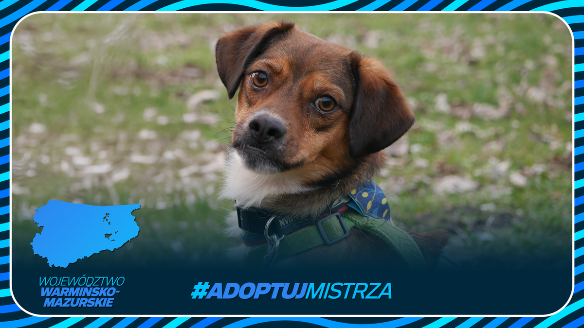Mały, brązowy pies siedzi na trawie, patrząc w obiektyw. W tle znajduje się grafika z mapą wojew&oacute;dztwa warmińsko-mazurskiego i hasztagiem #AdoptujMistrza.