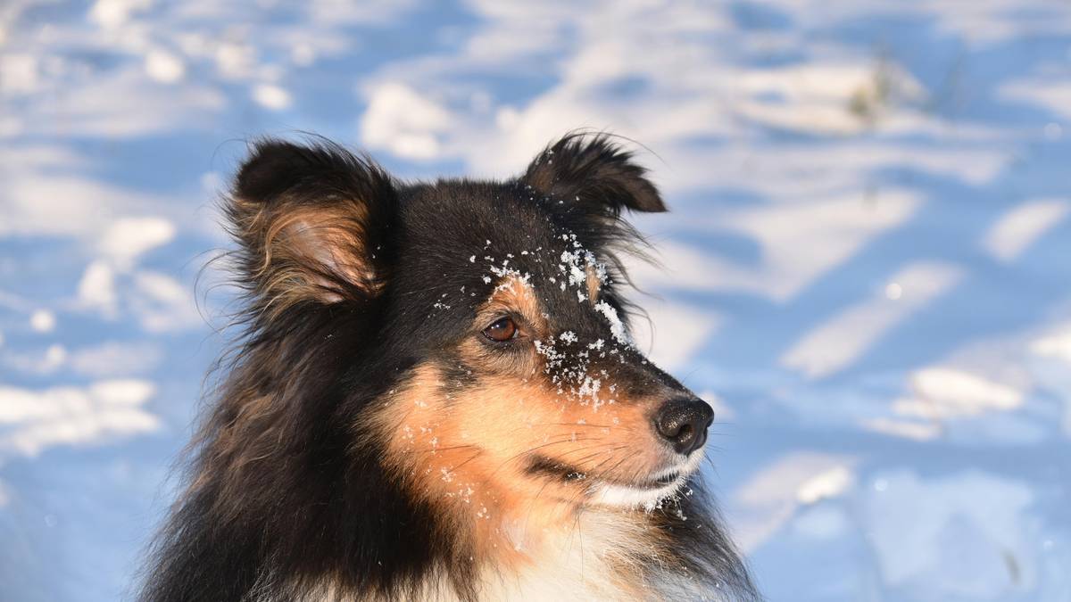 Portret psa rasy szetlandzki owczarek na tle zaśnieżonego krajobrazu.