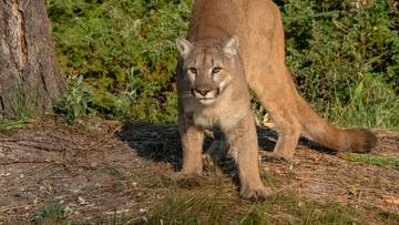 Alarm na Mazowszu. W lasach może grasować puma