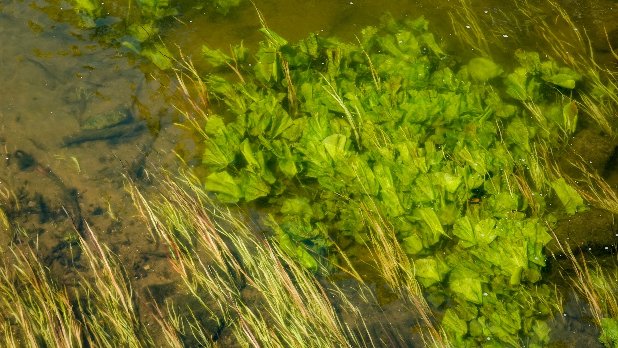 Całe piękno późnej wiosny - zdjęcie 41