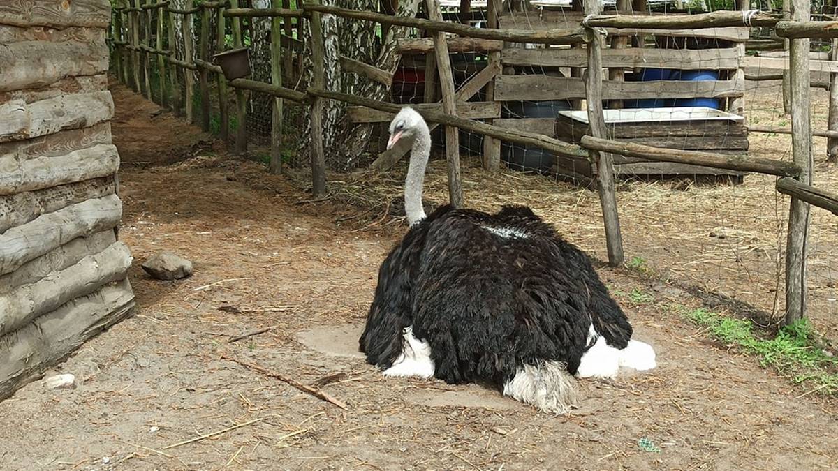 Wyrok dla oprawcy strusia. Sąd podjął decyzję w bulwersującej sprawie