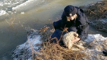 Policjanci uratowali tonącego w rzece psa