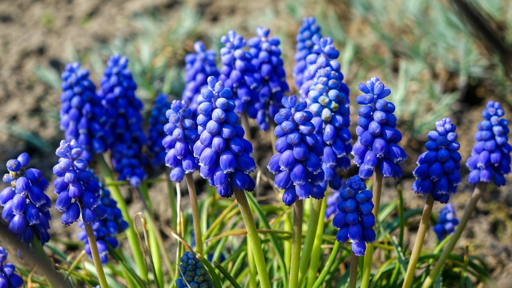 Kwitnąca wiosna - zdjęcie 7