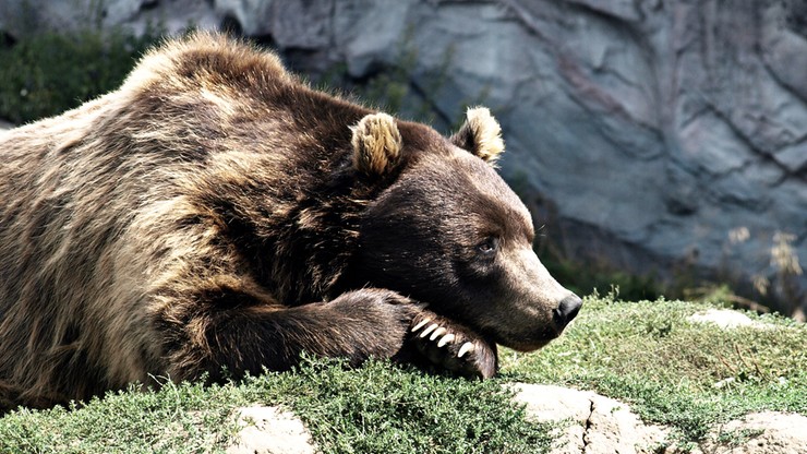 Niemiecka policja przejęła ostatniego w kraju niedźwiedzia cyrkowego