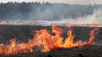 Pożar w pobliżu elektrowni w Czarnobylu. Płonie 10 ha lasu