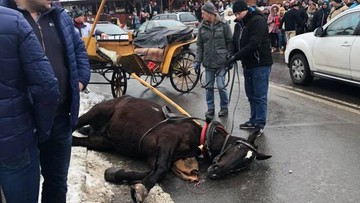 Spłoszony koń pędził bez woźnicy przez Krupówki. Przewrócił 10-letniego chłopca
