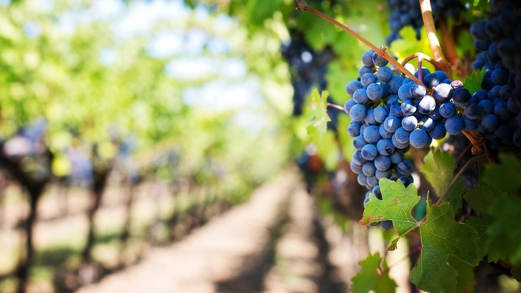 Muzyka Mozarta w winnicy w Toskanii. "Poprawia jakość winogron, a zatem i wina"