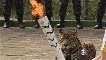 Zastrzelili jaguara po ceremonii przekazania ognia olimpijskiego