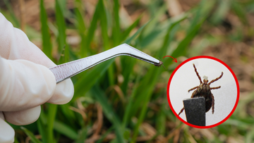 W kilku miejscach na mapie Polski kleszcze atakują najchętniej. Lepiej uważać