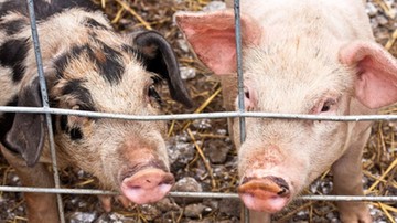 WTO: rosyjski zakaz importu wieprzowiny z Unii jest nielegalny