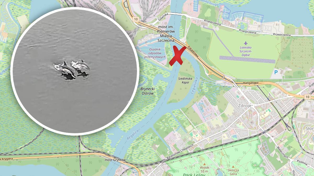 Dwa delfiny pływające w wodzie, widoczne w okrągłym kadrze na tle mapy z zaznaczonym obszarem Regalicy w Szczecinie.