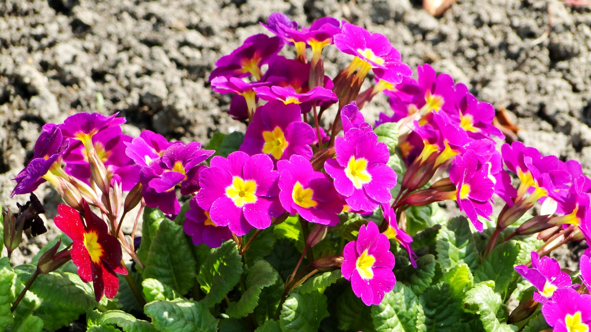 Wiosna radosna - zdjęcie 19