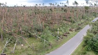 17.08.2017 10:14 Takiej klęski w lasach jeszcze nie było. Porażające liczby