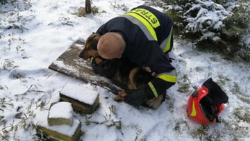 Strażacy uratowali psa z lodowatej wody. Zwierze było wycieńczone