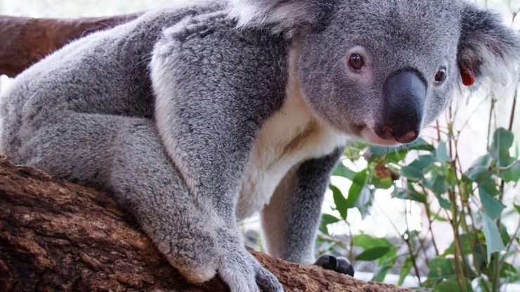 Dentysta stworzył protezę dla koali urodzonego bez stopy. "Teraz może wspinać się i biegać"