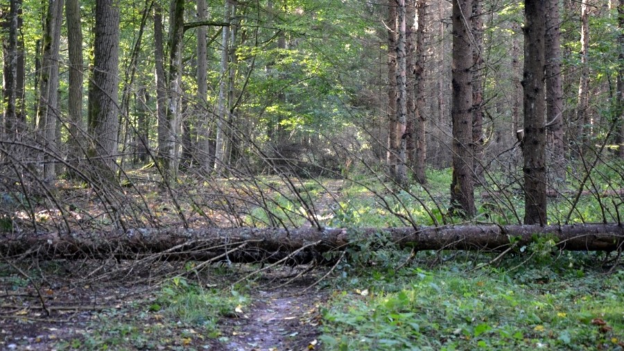 Połamane świerki w Puszczy Białowieskiej. Fot. Lasy Państwowe / P. Bukład.