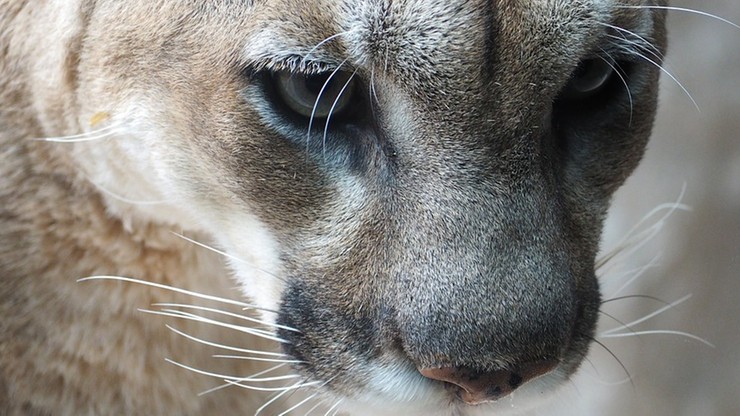 Puma wschodnia uznana za wymarłą. Z Ziemi znikają kolejne gatunki zwierząt