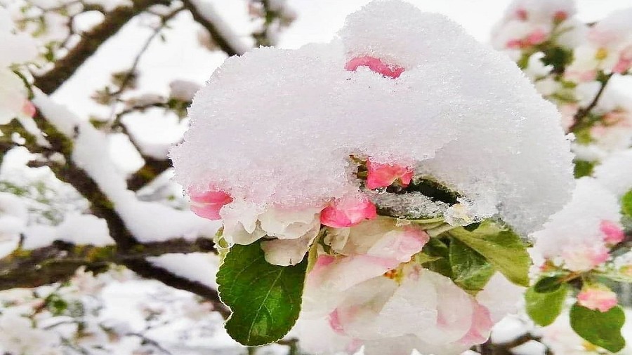 Majowy śnieg w Augustowie w woj. podlaskim. Fot. Instagram / hennagirl.