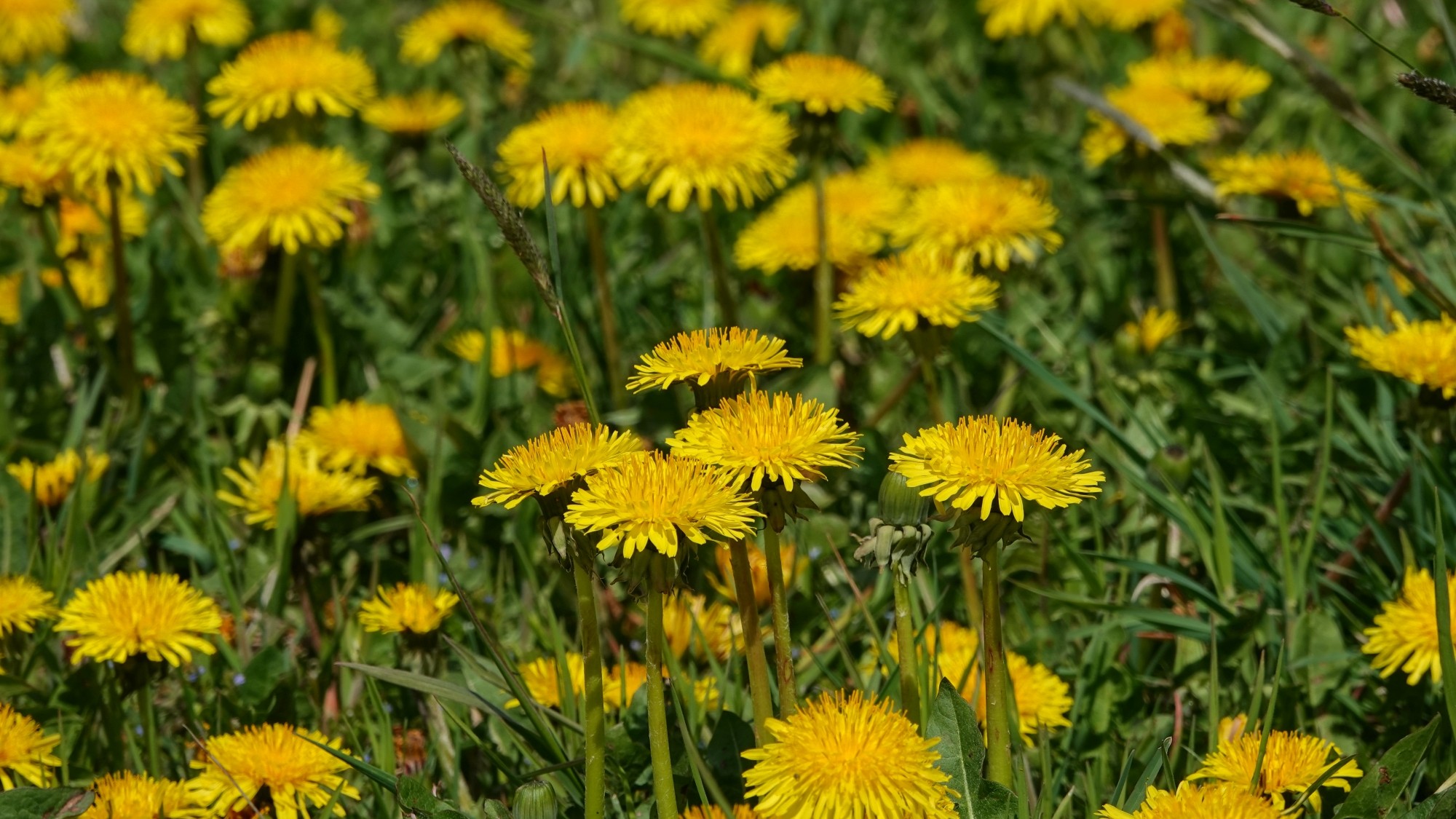 Kwiecień w obiektywie - zdjęcie 37