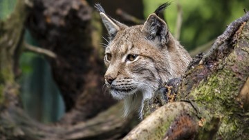 Nie uciekał, bo był zbyt słaby. Trwa walka o życie rysia