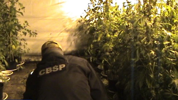 500 krzewów marihuany. Duża plantacja zlikwidowana przez CBŚP
