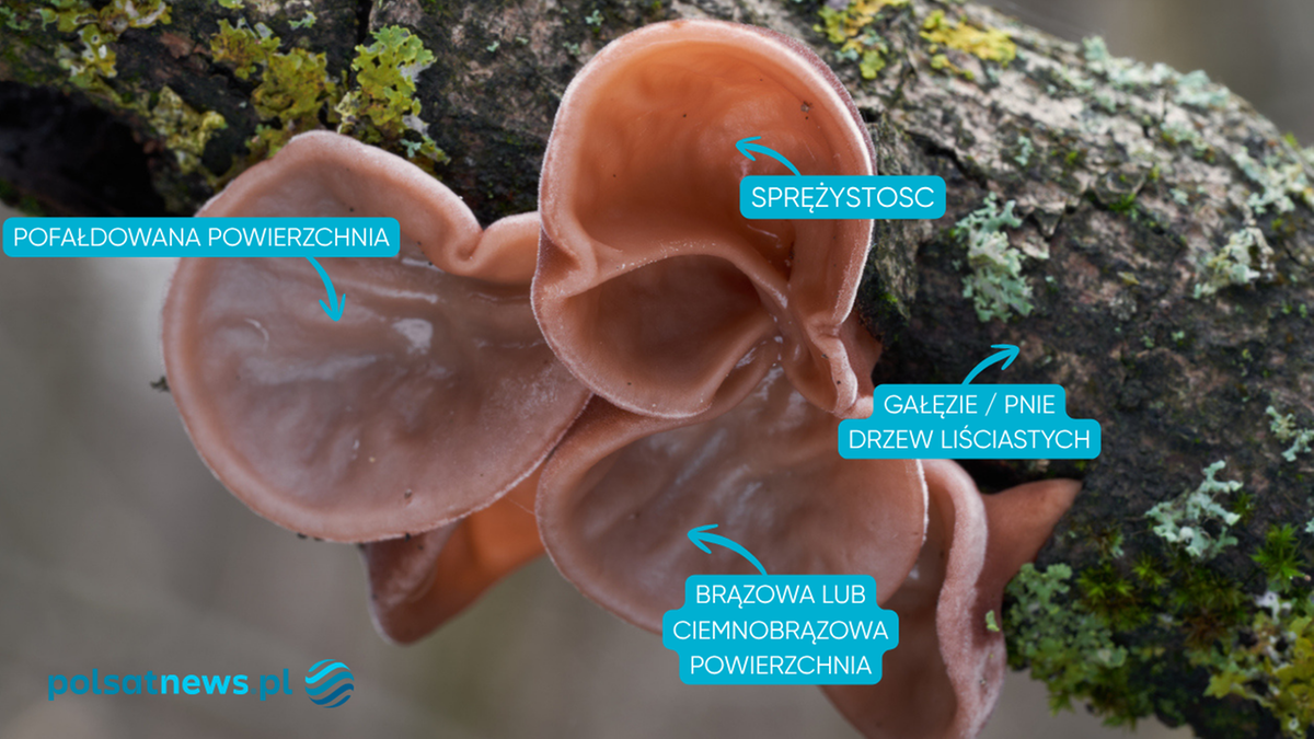 Uszak bzowy, zwany uchem Judasza, coraz częściej pojawia się w polskich lasach