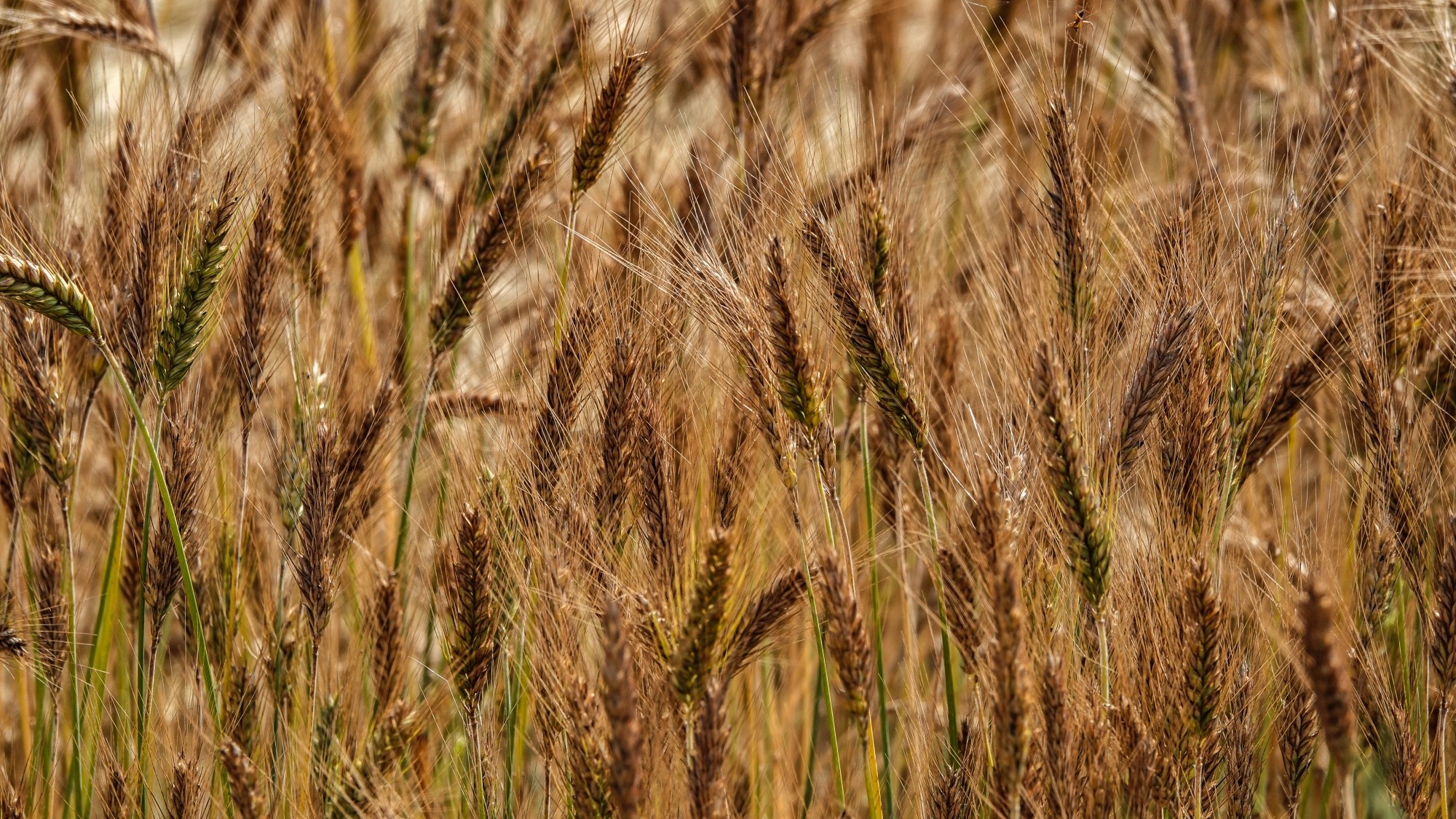 100 najpiękniejszych zdjęć 2020 roku - zdjęcie 34