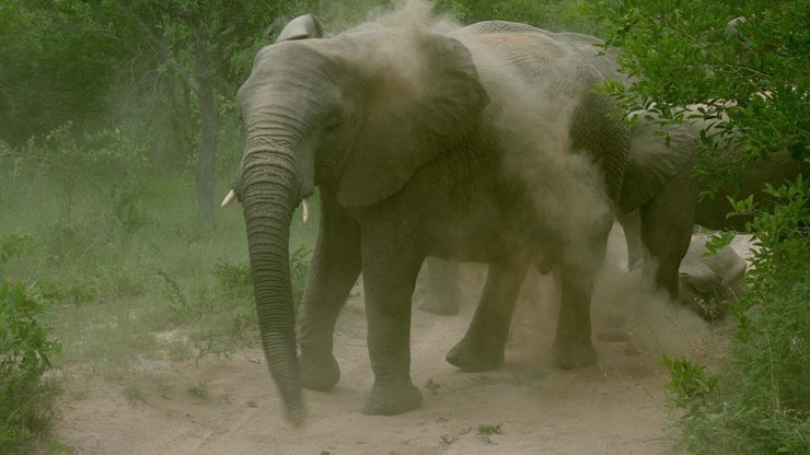 Horror na safari. Słoń zaatakował turystów