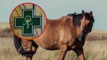 Lek dla konia może wywołać poronienie. Z apteki mężczyzna trafił na komisariat