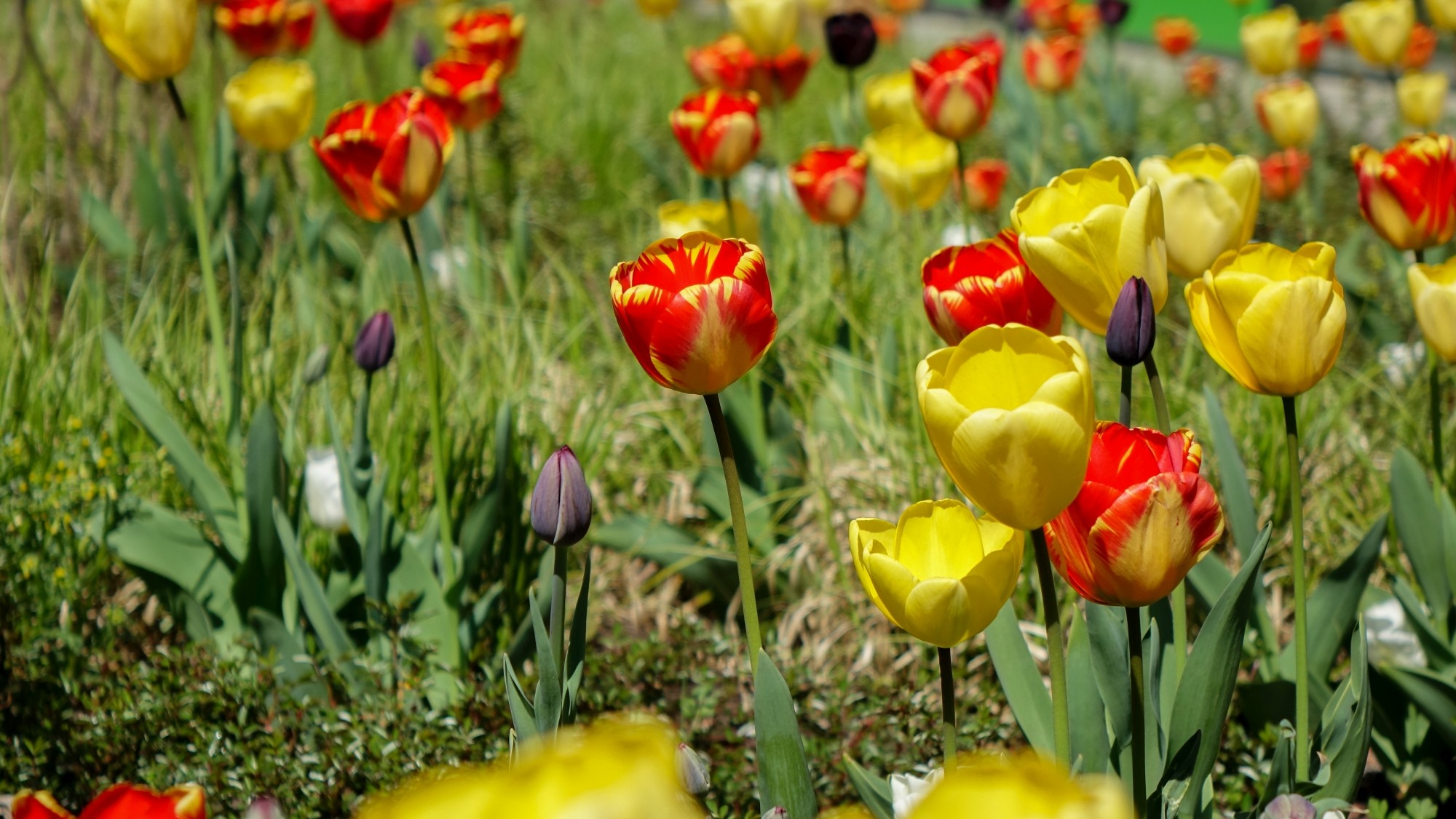 Kwitnąca wiosna - zdjęcie 4