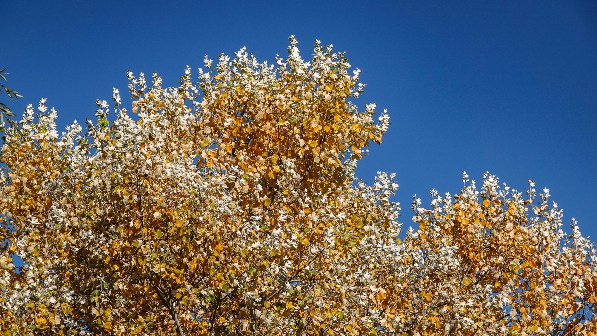 Wszystkie barwy jesieni - zdjęcie 39