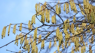 02.02.2020 09:00 Katar, łzawiące oczy? Od wyjątkowo wczesnego pylenia leszczyny i olszy zaczął się koszmar alergików