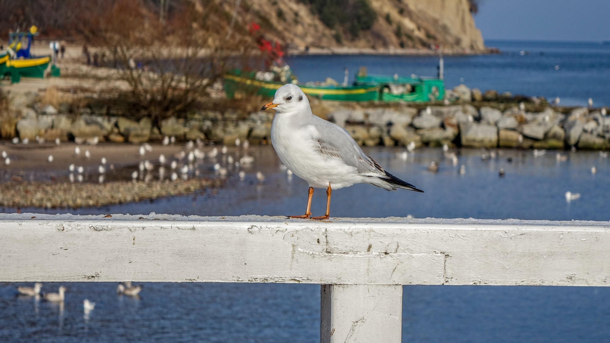 Z kamerą wśród zwierząt - zdjęcie 60
